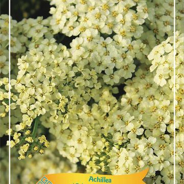 Achillea millefolium RAINBOW CREME DE LA CREME