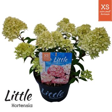 Hydrangea paniculata LITTLE XS ROSE LOVE