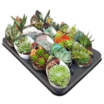 Succulents MIX