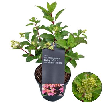 Hydrangea paniculata LIVING MILK & HONEY