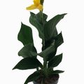 Canna 'Cannova Yellow'