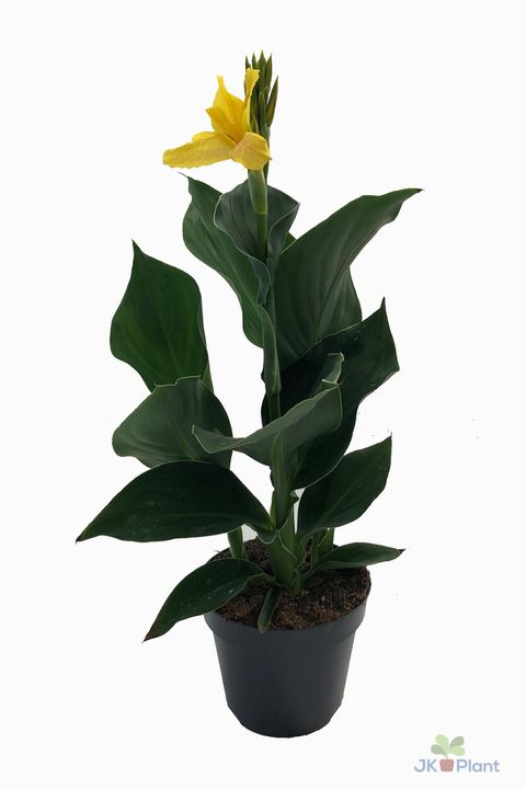 Canna 'Cannova Yellow'