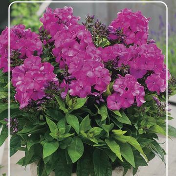 Phlox BAMBINI PRIMADONNA