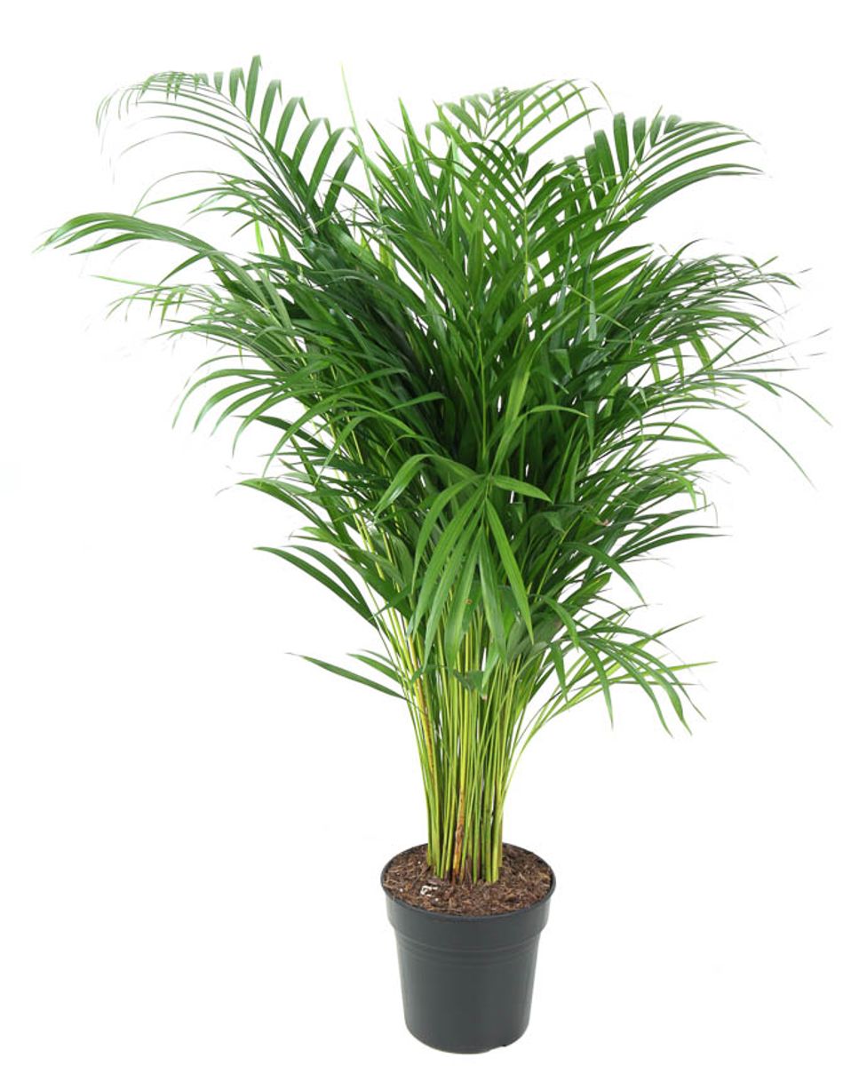 Dypsis lutescens — Plant Wholesale FlorAccess