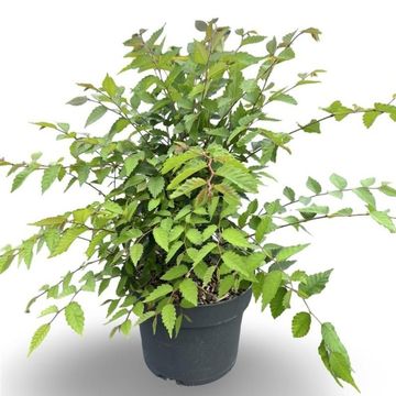 Zelkova serrata