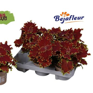 Coleus URBAN CROWN JEWEL