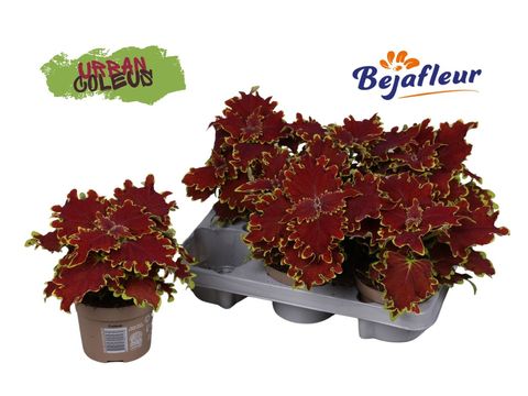 Coleus URBAN CROWN JEWEL