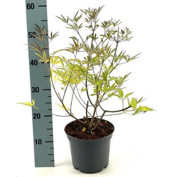 Vitex agnus-castus 'Silver Spire'