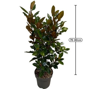 Magnolia grandiflora 'Little Gem'