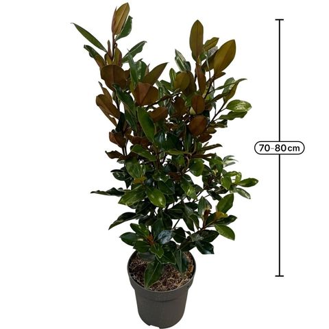 Magnolia grandiflora 'Little Gem'