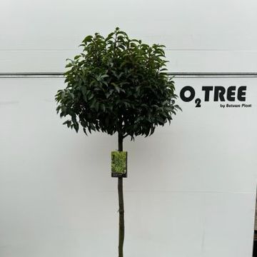 Prunus laurocerasus 'Angustifolia'