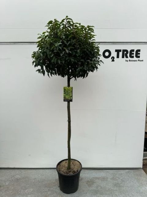 Prunus laurocerasus 'Angustifolia'