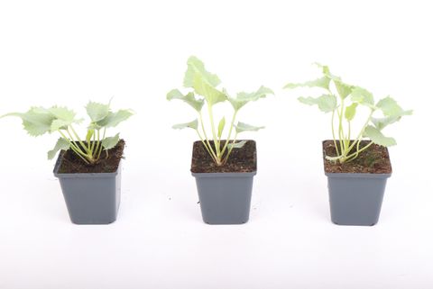 Helleborus x sternii 'Silver Star'