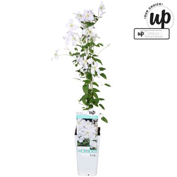 Clematis 'White Prince Charles' (LL)
