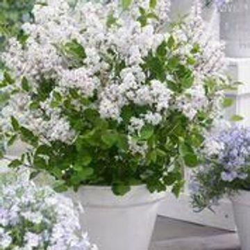 Syringa meyeri FLOWERFESTA WHITE