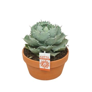 Agave potatorum