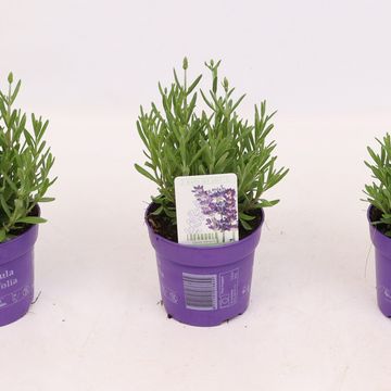 Lavandula angustifolia 'Hidcote'