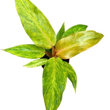 Philodendron 'Orange Marmalade'