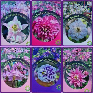 Aquilegia MIX
