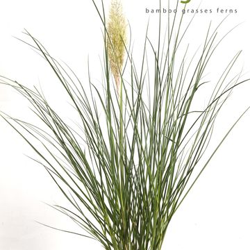 Cortaderia selloana 'Evita'