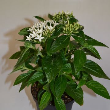 Pentas lanceolata LUCKY STAR WHITE