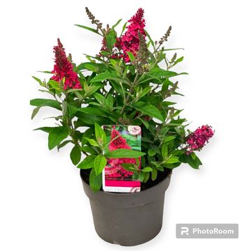 Buddleja davidii BUTTERFLY CANDY LITTLE RUBY