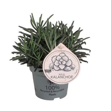 Kalanchoe tubiflora