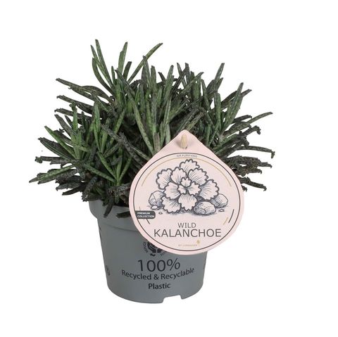 Kalanchoe tubiflora