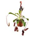 Nepenthes lowii