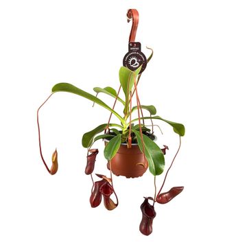 Nepenthes lowii