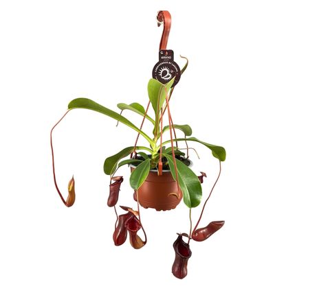 Nepenthes lowii
