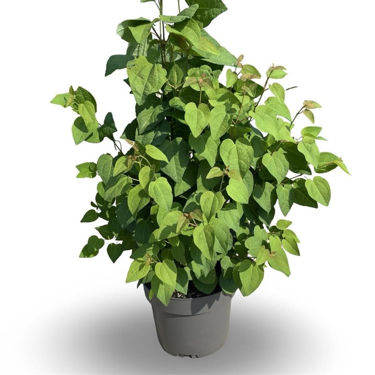 cercidiphyllum-japonicum-pflanzengro-handel-floraccess