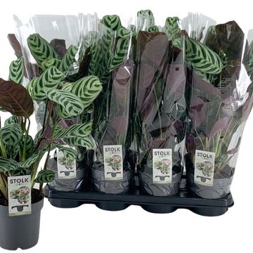 Ctenanthe burle-marxii