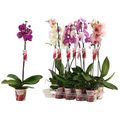 Phalaenopsis MIX