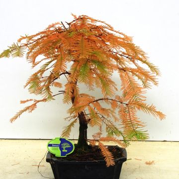 Metasequoia glyptostroboides