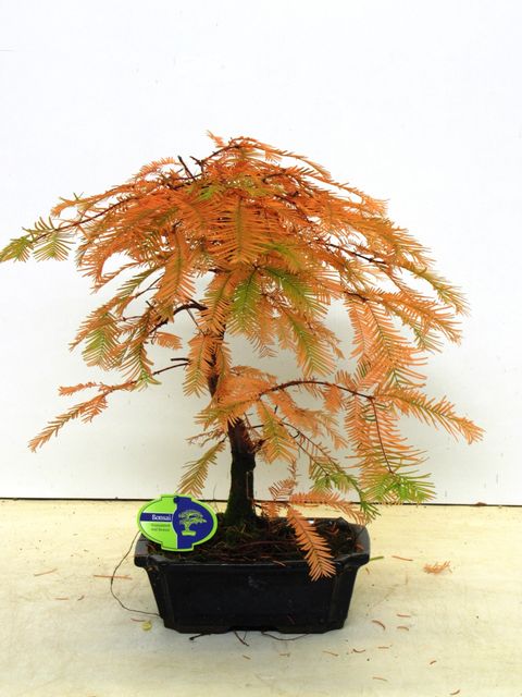 Metasequoia glyptostroboides