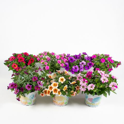 Calibrachoa CHAMELEON MIX