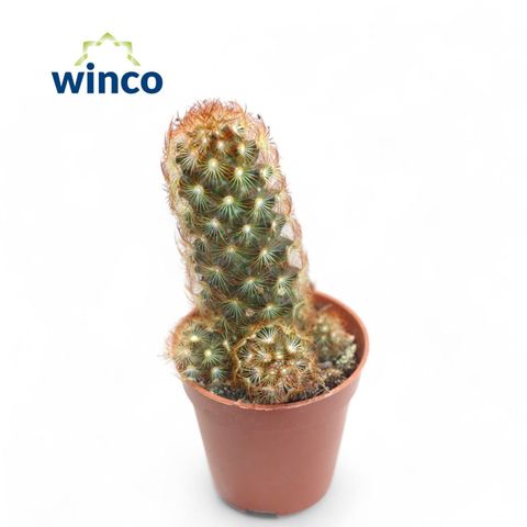 Mammillaria elongata rubra