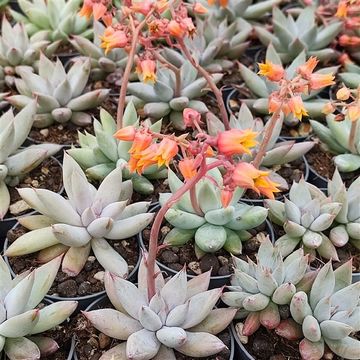 Echeveria tolimanensis