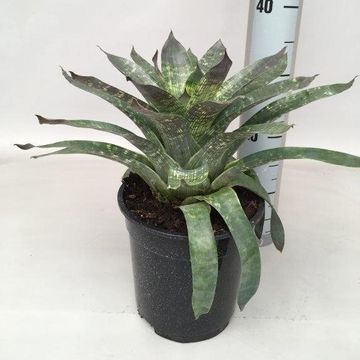 Vriesea gigantea seideliana 'Nova'