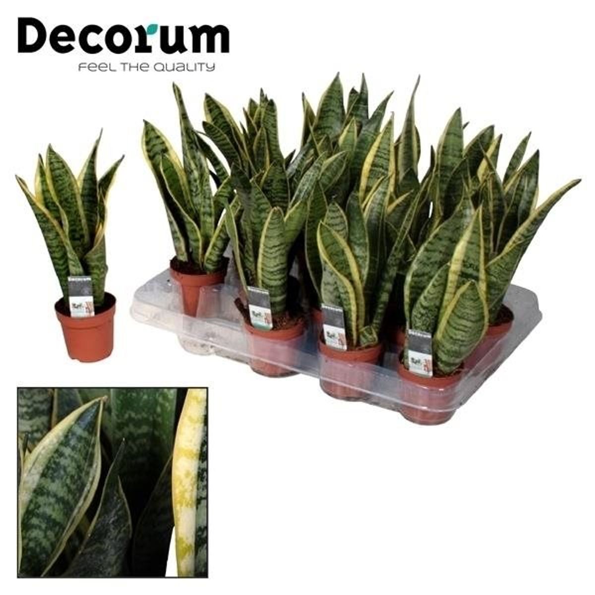 Sansevieria Trifasciata Laurentii — Plant Wholesale Floraccess 