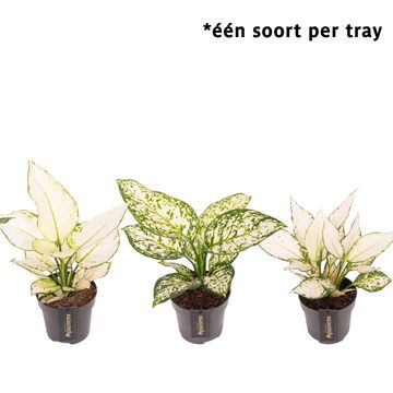 Aglaonema White Surprise
