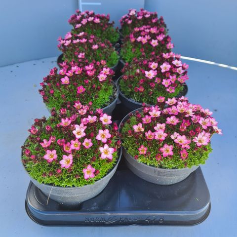 Saxifraga 'Candy Pink'