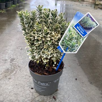 Euonymus japonicus 'White Spire'