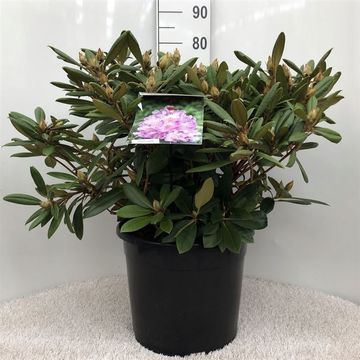 Rhododendron 'Caroline Allbrook'
