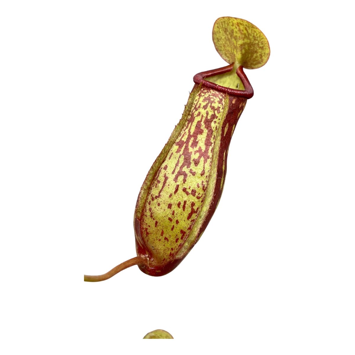 nepenthes-mix-plant-wholesale-floraccess