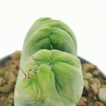 Trichocereus bridgesii monstruosus cristatus