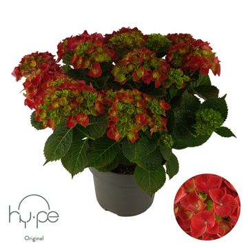 Hydrangea macrophylla MOPHEAD RED