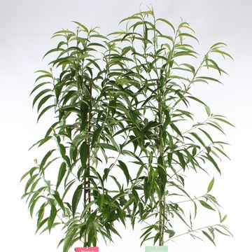 Prunus persica TAOFLORA MIX