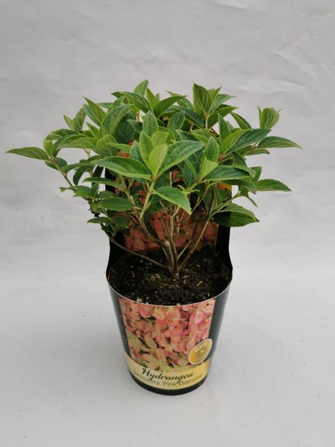 Hydrangea paniculata 'Pink Diamond'